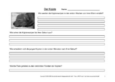 Kojote-Fragen-4.pdf